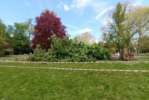 umgestürzte Kastanie im Kurpark Wiesbaden