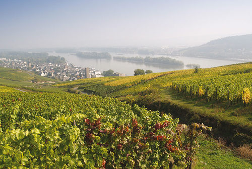 Weinberge und der Rhein aus der Luft