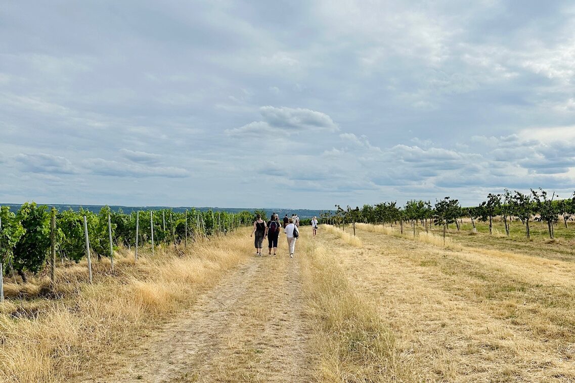 Weinwanderung
