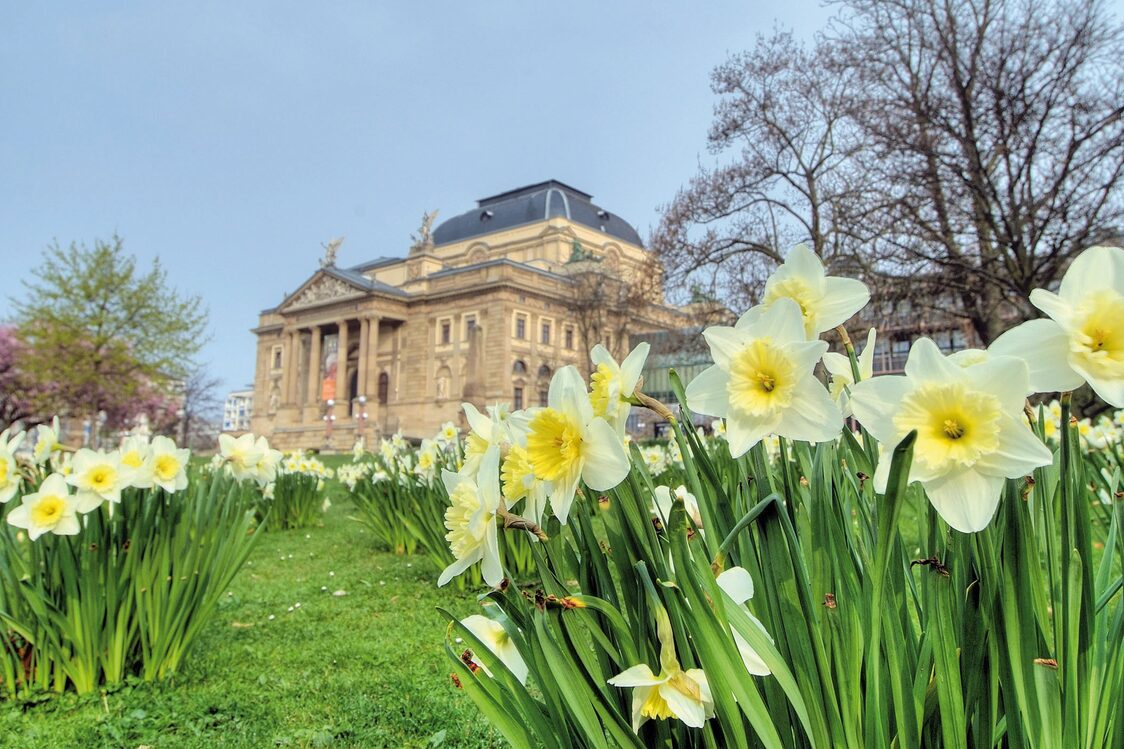 Blumen im Vordergrund, das Theater im Hintergrund